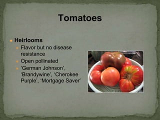 ● Heirlooms
● Flavor but no disease
resistance
● Open pollinated
● ‘German Johnson’,
‘Brandywine’, ‘Cherokee
Purple’, ‘Mortgage Saver’
Tomatoes
 