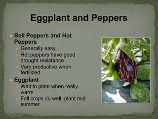 ● Bell Peppers and Hot
Peppers
● Generally easy
● Hot peppers have good
drought resistance
● Very productive when
fertilized
● Eggplant
● Wait to plant when really
warm
● Fall crops do well, plant mid
summer
Eggplant and Peppers
 
