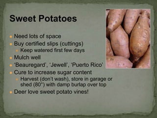 ● Need lots of space
● Buy certified slips (cuttings)
● Keep watered first few days
● Mulch well
● ‘Beauregard’, ‘Jewell’, ‘Puerto Rico’
● Cure to increase sugar content
● Harvest (don’t wash), store in garage or
shed (80°) with damp burlap over top
● Deer love sweet potato vines!
Sweet Potatoes
 