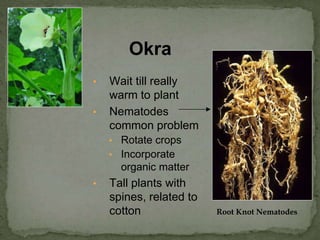 • Wait till really
warm to plant
• Nematodes
common problem
• Rotate crops
• Incorporate
organic matter
• Tall plants with
spines, related to
cotton
Okra
Root Knot Nematodes
 