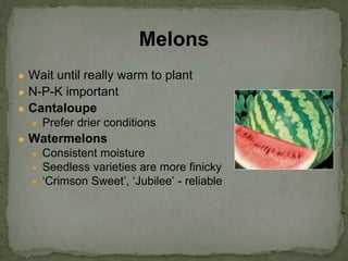 ● Wait until really warm to plant
● N-P-K important
● Cantaloupe
● Prefer drier conditions
● Watermelons
● Consistent moisture
● Seedless varieties are more finicky
● ‘Crimson Sweet’, ‘Jubilee’ - reliable
Melons
 