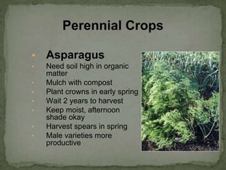 • Asparagus
• Need soil high in organic
matter
• Mulch with compost
• Plant crowns in early spring
• Wait 2 years to harvest
• Keep moist, afternoon
shade okay
• Harvest spears in spring
• Male varieties more
productive
Perennial Crops
 