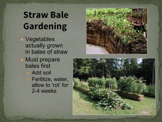 ● Vegetables
actually grown
in bales of straw
● Must prepare
bales first
● Add soil
● Fertilize, water,
allow to ‘rot’ for
2-4 weeks
Straw Bale
Gardening
 