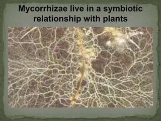 Mycorrhizae live in a symbiotic
relationship with plants
 