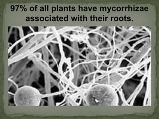 97% of all plants have mycorrhizae
associated with their roots.
 