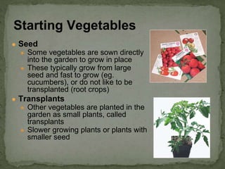 ● Seed
● Some vegetables are sown directly
into the garden to grow in place
● These typically grow from large
seed and fast to grow (eg.
cucumbers), or do not like to be
transplanted (root crops)
● Transplants
● Other vegetables are planted in the
garden as small plants, called
transplants
● Slower growing plants or plants with
smaller seed
Starting Vegetables
 
