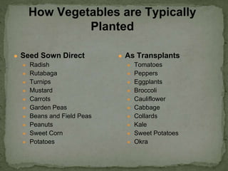 How Vegetables are Typically
Planted
● Seed Sown Direct
● Radish
● Rutabaga
● Turnips
● Mustard
● Carrots
● Garden Peas
● Beans and Field Peas
● Peanuts
● Sweet Corn
● Potatoes
● As Transplants
● Tomatoes
● Peppers
● Eggplants
● Broccoli
● Cauliflower
● Cabbage
● Collards
● Kale
● Sweet Potatoes
● Okra
 