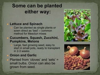 ● Lettuce and Spinach
● Can be planted as single plants or
sown direct as ‘bed’ – common
method for Mesclun mixes
● Cucumbers, Squash, Zucchini,
Pumpkins, Melons
● Large, fast growing seed, easy to
start in small pots, ready to transplant
in 2-3 weeks
● Onion and Garlic
● Planted from ‘cloves’ and ‘sets’ =
small bulbs. Onion can also be
grown from seed.
Some can be planted
either way:
 