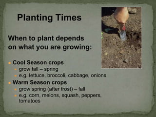 When to plant depends
on what you are growing:
● Cool Season crops
● grow fall – spring
● e.g. lettuce, broccoli, cabbage, onions
● Warm Season crops
● grow spring (after frost) – fall
● e.g. corn, melons, squash, peppers,
tomatoes
Planting Times
 
