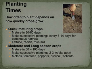 How often to plant depends on
how quickly crops grow:
● Quick maturing crops
● Mature in 30-60 days
● Make successive plantings every 7-14 days for
continuous harvest
● Lettuce, radish, mustard
● Moderate and Long season crops
● Mature in 60 – 100 days
● Make successive plantings 2-3 weeks apart
● Melons, tomatoes, peppers, broccoli, collards
Planting
Times
 