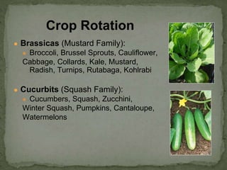 ● Brassicas (Mustard Family):
● Broccoli, Brussel Sprouts, Cauliflower,
Cabbage, Collards, Kale, Mustard,
Radish, Turnips, Rutabaga, Kohlrabi
● Cucurbits (Squash Family):
● Cucumbers, Squash, Zucchini,
Winter Squash, Pumpkins, Cantaloupe,
Watermelons
Crop Rotation
 