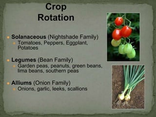 ● Solanaceous (Nightshade Family)
● Tomatoes, Peppers, Eggplant,
Potatoes
● Legumes (Bean Family)
● Garden peas, peanuts, green beans,
lima beans, southern peas
● Alliums (Onion Family)
● Onions, garlic, leeks, scallions
Crop
Rotation
 