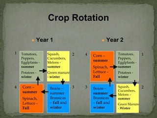 Crop Rotation
● Year 1 ● Year 2
Tomatoes,
Peppers,
Egglplants -
summer
Potatoes -
winter
Tomatoes,
Peppers,
Egglplants -
summer
Potatoes -
winter
Squash,
Cucumbers,
Melons -
summer
Green manure
- winter
Squash,
Cucumbers,
Melons –
summer
Green Manure
- Winter
Corn –
summer
Spinach,
Lettuce -
Fall
Corn –
summer
Spinach,
Lettuce -
Fall
Beans –
summer
Brassicas
– fall and
winter
Beans –
summer
Brassicas
– fall and
winter
1 2 1
23 34
4
 