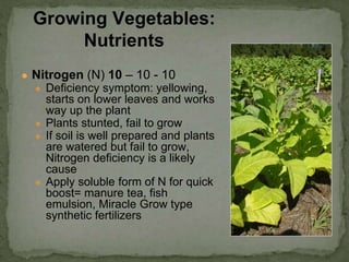 ● Nitrogen (N) 10 – 10 - 10
● Deficiency symptom: yellowing,
starts on lower leaves and works
way up the plant
● Plants stunted, fail to grow
● If soil is well prepared and plants
are watered but fail to grow,
Nitrogen deficiency is a likely
cause
● Apply soluble form of N for quick
boost= manure tea, fish
emulsion, Miracle Grow type
synthetic fertilizers
Growing Vegetables:
Nutrients
 