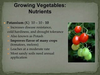 ● Potassium (K) 10 – 10 - 10
● Increases disease resistance,
cold hardiness, and drought tolerance
● Also known as Potash
● Improves flavor of many crops
(tomatoes, melons)
● Leaches at a moderate rate
● Most sandy soils need annual
application
Growing Vegetables:
Nutrients
 
