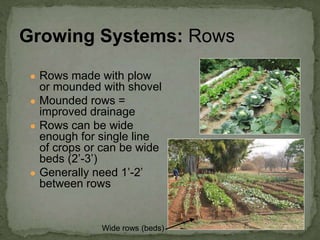 ● Rows made with plow
or mounded with shovel
● Mounded rows =
improved drainage
● Rows can be wide
enough for single line
of crops or can be wide
beds (2’-3’)
● Generally need 1’-2’
between rows
Growing Systems: Rows
Wide rows (beds)
 