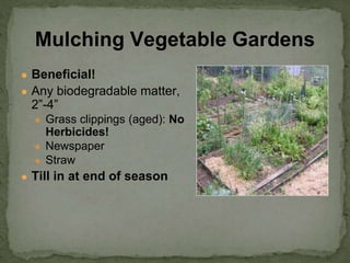 ● Beneficial!
● Any biodegradable matter,
2”-4”
● Grass clippings (aged): No
Herbicides!
● Newspaper
● Straw
● Till in at end of season
Mulching Vegetable Gardens
 