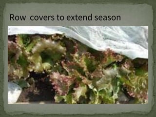 Row covers to extend season
 