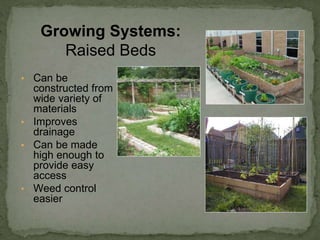 • Can be
constructed from
wide variety of
materials
• Improves
drainage
• Can be made
high enough to
provide easy
access
• Weed control
easier
Growing Systems:
Raised Beds
 