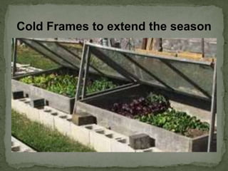 Cold Frames to extend the season
 