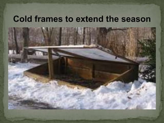Cold frames to extend the season
 