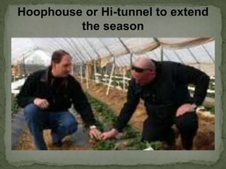 Hoophouse or Hi-tunnel to extend
the season
 