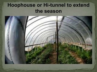 Hoophouse or Hi-tunnel to extend
the season
 