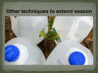 Other techniques to extend season
 