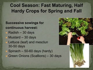 Successive sowings for
continuous harvest:
● Radish – 30 days
● Mustard – 30 days
● Lettuce (leaf) and mesclun –
30-50 days
● Spinach – 50-60 days (hardy)
● Green Onions (Scallions) – 30 days
Cool Season: Fast Maturing, Half
Hardy Crops for Spring and Fall
 