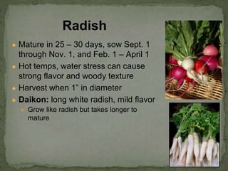 ● Mature in 25 – 30 days, sow Sept. 1
through Nov. 1, and Feb. 1 – April 1
● Hot temps, water stress can cause
strong flavor and woody texture
● Harvest when 1” in diameter
● Daikon: long white radish, mild flavor
● Grow like radish but takes longer to
mature
Radish
 