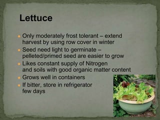 ● Only moderately frost tolerant – extend
harvest by using row cover in winter
● Seed need light to germinate –
pelleted/primed seed are easier to grow
● Likes constant supply of Nitrogen
and soils with good organic matter content
● Grows well in containers
● If bitter, store in refrigerator a
few days
Lettuce
 