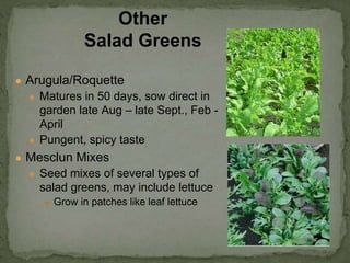 ● Arugula/Roquette
● Matures in 50 days, sow direct in
garden late Aug – late Sept., Feb -
April
● Pungent, spicy taste
● Mesclun Mixes
● Seed mixes of several types of
salad greens, may include lettuce
● Grow in patches like leaf lettuce
Other
Salad Greens
 