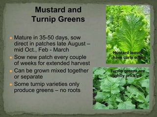 ● Mature in 35-50 days, sow
direct in patches late August –
mid Oct., Feb - March
● Sow new patch every couple
of weeks for extended harvest
● Can be grown mixed together
or separate
● Some turnip varieties only
produce greens – no roots
Mustard and
Turnip Greens
Mustard leaves
have curly edges
Turnip greens are
slightly prickly
 