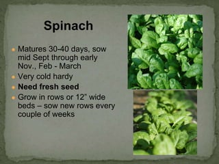 ● Matures 30-40 days, sow
mid Sept through early
Nov., Feb - March
● Very cold hardy
● Need fresh seed
● Grow in rows or 12” wide
beds – sow new rows every
couple of weeks
Spinach
 