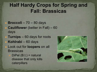● Broccoli – 70 – 80 days
● Cauliflower (better in Fall) – 60
days
● Turnips – 60 days for roots
● Kohlrabi – 60 days
● Look out for loopers on all
Brassicas
● DiPel (B.t.) = natural
disease that only kills
caterpillars
Half Hardy Crops for Spring and
Fall: Brassicas
 