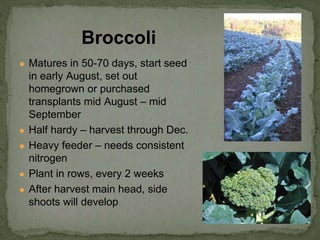 ● Matures in 50-70 days, start seed
in early August, set out
homegrown or purchased
transplants mid August – mid
September
● Half hardy – harvest through Dec.
● Heavy feeder – needs consistent
nitrogen
● Plant in rows, every 2 weeks
● After harvest main head, side
shoots will develop
Broccoli
 