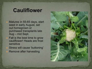 ● Matures in 55-65 days, start
seed in early August, set
out homegrown or
purchased transplants late
Aug – mid Sept.
● Fall is the best time to grow
cauliflower! Heads are frost
sensitive
● Stress will cause ‘buttoning’
● Remove after harvesting
Cauliflower
 