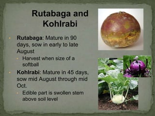 • Rutabaga: Mature in 90
days, sow in early to late
August
• Harvest when size of a
softball
• Kohlrabi: Mature in 45 days,
sow mid August through mid
Oct.
• Edible part is swollen stem
above soil level
Rutabaga and
Kohlrabi
 