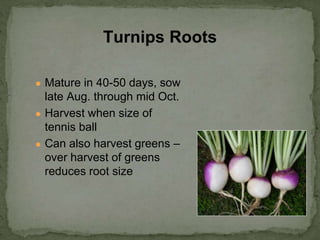 ● Mature in 40-50 days, sow
late Aug. through mid Oct.
● Harvest when size of
tennis ball
● Can also harvest greens –
over harvest of greens
reduces root size
Turnips Roots
 