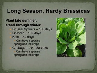 Plant late summer,
stand through winter
● Brussel Sprouts – 100 days
● Collards – 100 days
● Kale - 50 days
● Can have separate
spring and fall crops
● Cabbage – 70 – 80 days
● Can have separate
spring and fall crops
Long Season, Hardy Brassicas
 