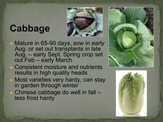 ● Mature in 65-90 days, sow in early
Aug. or set out transplants in late
Aug. – early Sept. Spring crop set
out Feb – early March
● Consistent moisture and nutrients
results in high quality heads
● Most varieties very hardy, can stay
in garden through winter
● Chinese cabbage do well in fall –
less frost hardy
Cabbage
 