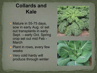 ● Mature in 55-75 days,
sow in early Aug. or set
out transplants in early
Sept. – early Oct. Spring
crop set out mid Feb -
March
● Plant in rows, every few
weeks
● Very cold hardy will
produce through winter
Collards and
Kale
 