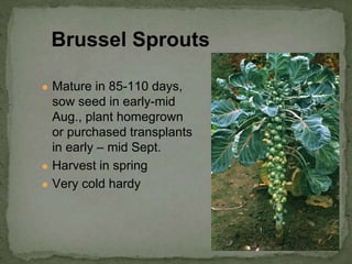 ● Mature in 85-110 days,
sow seed in early-mid
Aug., plant homegrown
or purchased transplants
in early – mid Sept.
● Harvest in spring
● Very cold hardy
Brussel Sprouts
 