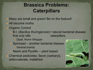 ● Many are small and green! Be on the lookout!
● All become moths
● Organic Control
● B.t. (Bacillus thuringiensis)= natural bacterial disease
that only kills caterpillars
● Dipel, Worm Whipper
● Spinosad – another bacterial disease
● Several brands
● Neem and Pyrellin – plant based
● Chemical pesticides: Sevin (carbaryl),
esfenvalerate, malathion
Brassica Problems:
Caterpillars
 