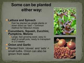 Lettuce and Spinach
 Can be planted as single plants or
sown direct as ‘bed’ – common
method for Mesclun mixes
Cucumbers, Squash, Zucchini,
Pumpkins, Melons
 Large, fast growing seed, easy to
start in small pots, ready to transplant
in 2-3 weeks
Onion and Garlic
Planted from ‘cloves’ and ‘sets’ =
small bulbs. Onion can also be
grown from seed.
 