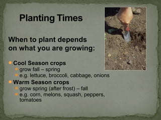 When to plant depends
on what you are growing:
Cool Season crops
grow fall – spring
e.g. lettuce, broccoli, cabbage, onions
Warm Season crops
grow spring (after frost) – fall
e.g. corn, melons, squash, peppers,
tomatoes
 