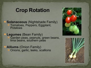 Solanaceous (Nightshade Family)
Tomatoes, Peppers, Eggplant,
Potatoes
Legumes (Bean Family)
Garden peas, peanuts, green beans,
lima beans, southern peas
Alliums (Onion Family)
Onions, garlic, leeks, scallions
 