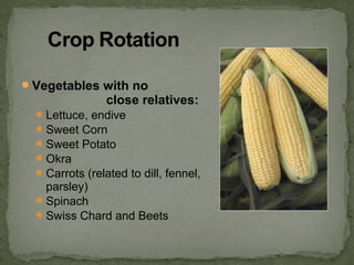 Vegetables with no
close relatives:
Lettuce, endive
Sweet Corn
Sweet Potato
Okra
Carrots (related to dill, fennel,
parsley)
Spinach
Swiss Chard and Beets
 