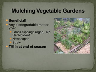Beneficial!
Any biodegradable matter,
2”-4”
Grass clippings (aged): No
Herbicides!
Newspaper
Straw
Till in at end of season
 