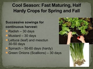 Successive sowings for
continuous harvest:
Radish – 30 days
Mustard – 30 days
Lettuce (leaf) and mesclun –
30-50 days
Spinach – 50-60 days (hardy)
Green Onions (Scallions) – 30 days
 